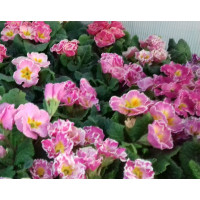 Примула Sirococco Rose Potpourri