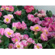 Примула Sirococco Rose Potpourri