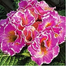 Примула Sirococco Rose