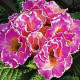 Примула Sirococco Rose