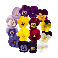 Віола рогата Admire™ F1 Maxi Mix, 1000 шт, Benary