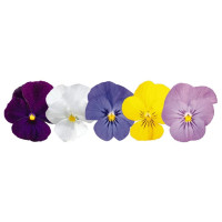 Віола рогата Admire™ F1 Clear Mix, 25 шт, Benary