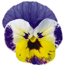 Виола Admire™ F1 Jolly Face