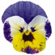 Виола Admire™ F1 Jolly Face