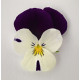 Виола Admire™ F1 White Purple Wing