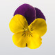 Виола Admire™ F1 Yellow Purple Wing