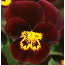 Виола Penny™ Red with Yellow Face
