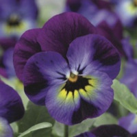 Віола рогата Penny™ Violet Blue, 100 шт, Syngenta
