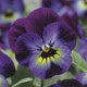 Віола рогата Penny™ Violet Blue, 25 шт, Syngenta