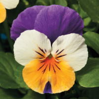 Віола рогата Penny™ Peach Jump-Up, 100 шт, Syngenta