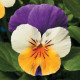 Віола рогата Penny™ Peach Jump-Up, 500 шт, Syngenta