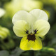 Виола Penny™ Primrose Blotch