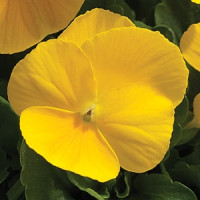 Виола Penny™ Clear Yellow