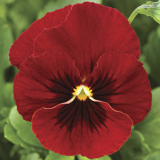 Віола рогата Penny™ Red Blotch, 25 шт, Syngenta