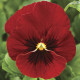 Віола рогата Penny™ Red Blotch, 25 шт, Syngenta