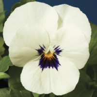 Виола Penny™ White Blotch
