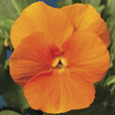 Виола рогатая Penny™ Orange