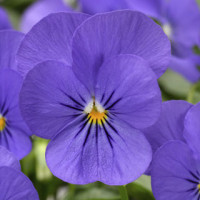 Віола рогата Penny™ Blue, 100 шт, Syngenta
