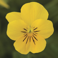 Виола Penny™ Yellow