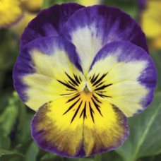 Віола рогата Penny™ Primrose Picotee, 25 шт, Syngenta