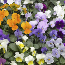 Віола рогата Penny™ Lane Mix, 25 шт, Syngenta