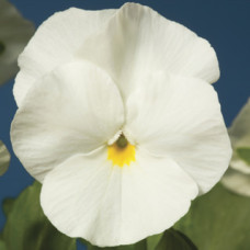 Виола Penny™ White