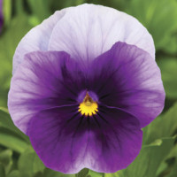 Віола рогата Penny™ Beaconsfield, 100 шт, Syngenta