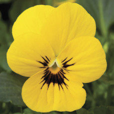 Виола Penny™ Yellow Blotch