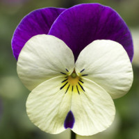 Віола рогата Penny™ White Jump-Up, 100 шт, Syngenta