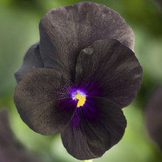 Виола Penny™ Black