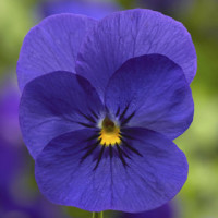 Виола Penny™ Deep Blue