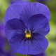 Виола Penny™ Deep Blue