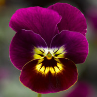 Виола Penny™ Violet Tiger Face