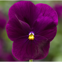 Виола Penny™ Violet