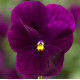 Виола Penny™ Violet