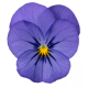 Віола рогата Penny Pro Blue, 25 шт, Syngenta