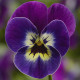 Віола рогата Penny™ Violet Face, 100 шт, Syngenta