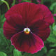 Виола Penny™ Rose Blotch