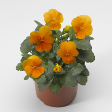 Виола Penny™ Tangerine
