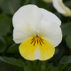 Віола рогата Penny™ Primrose Bicolor, 100 шт, Syngenta