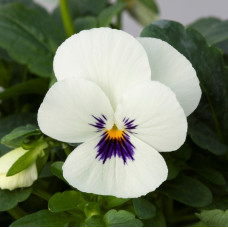 Віола рогата Bel Viso White Blotch, 50 шт, Floranova