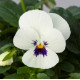 Віола Bel Viso White Blotch, 1000 шт, Floranova