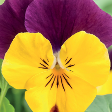 Виола рогатая Corina™ yellow purple wing