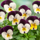 Виола рогатая Corina™ white purple wing improved