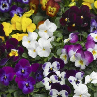 Віола рогата Deltini™ Mix, 25 шт, Syngenta