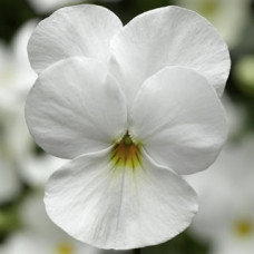 Віола рогата Deltini™ White, 1000 шт, Syngenta
