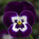 Виола Deltini™ Violet Face