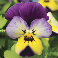 Віола рогата Endurio® Blue Yellow with Purple Wing, 1000 шт, Syngenta