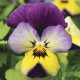 Віола рогата Endurio® Blue Yellow with Purple Wing, 1000 шт, Syngenta
