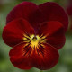 Виола Endurio® Red Flare